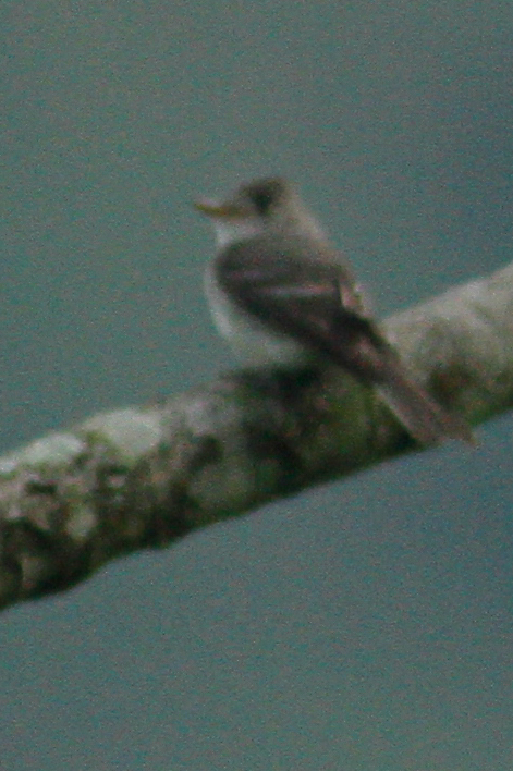 Tumbes Pewee (Contopus punensis), photo 9