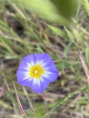 Convolvulus meonanthus