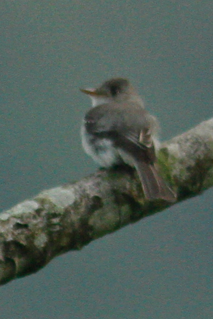 Tumbes Pewee (Contopus punensis), photo 8