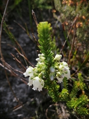 Erica physodes