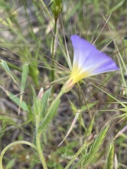 Convolvulus meonanthus