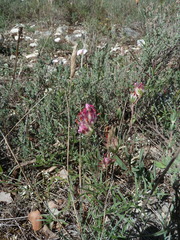 Anthyllis vulneraria rubriflora