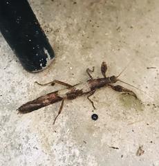 Prisopus atrobrunneus