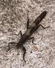 Prisopus atrobrunneus