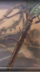 Prisopus atrobrunneus