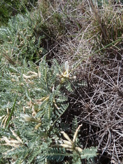 Astragalus tragacantha