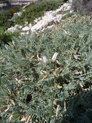 Astragalus tragacantha