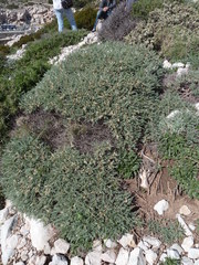 Astragalus tragacantha