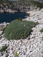 Astragalus tragacantha