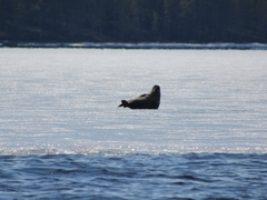 Pusa hispida hispida