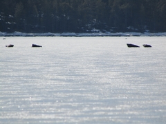 Pusa hispida hispida