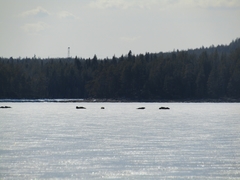 Pusa hispida hispida