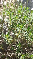 Thymbra spicata