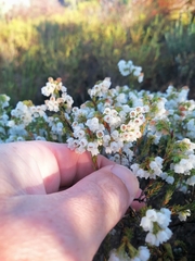 Erica capensis