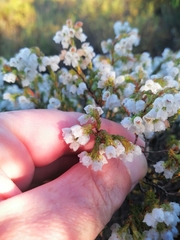 Erica capensis