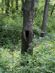 Dryocopus