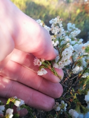 Erica capensis