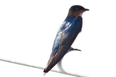 Progne chalybea