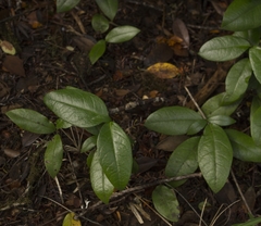 Elytropus chilensis