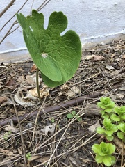 Sanguinaria canadensis
