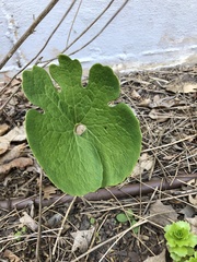 Sanguinaria canadensis