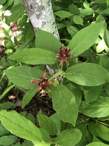 Calycanthus floridus