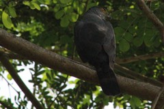 Accipiter bicolor