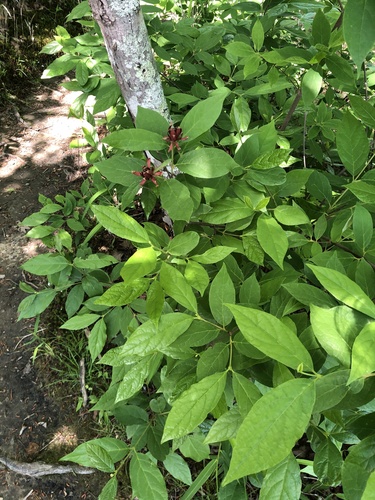 Calycanthus floridus