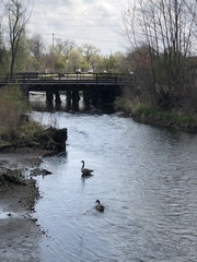 Ardea herodias