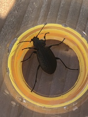 Carabus maeander