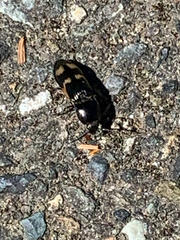 Selatosomus suckleyi