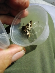 Watsonarctia deserta