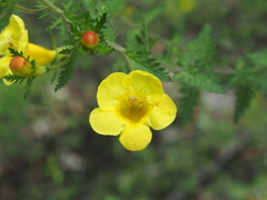 Aureolaria pedicularia