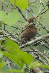 Pheugopedius sclateri