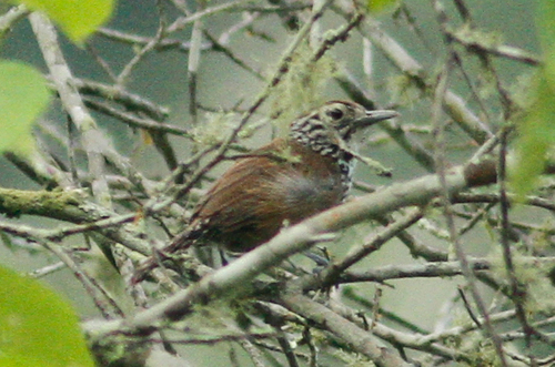 Maranon Wren
