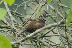 Pheugopedius sclateri
