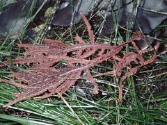 Neoptilota densa