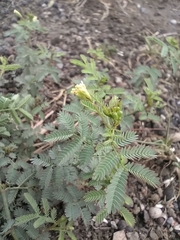 Desmanthus virgatus