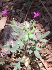 Allophyllum divaricatum