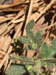 Allophyllum divaricatum