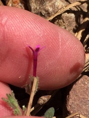 Allophyllum divaricatum