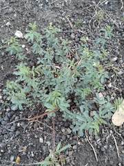 Desmanthus virgatus
