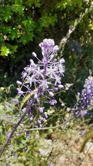 Scilla hyacinthoides