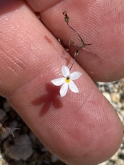 Nemacladus longiflorus