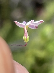 Nemacladus longiflorus