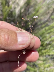 Nemacladus longiflorus