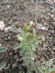 Desmanthus virgatus