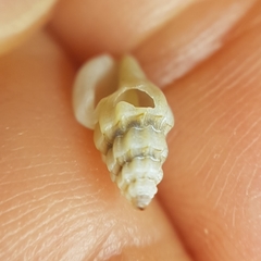 Pseudomangelia vauquelini