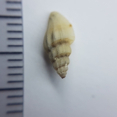 Pseudomangelia vauquelini