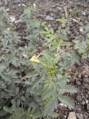 Desmanthus virgatus